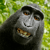 jungliemonkey