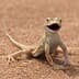 thelizard